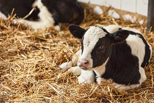 dairy-farms-usa