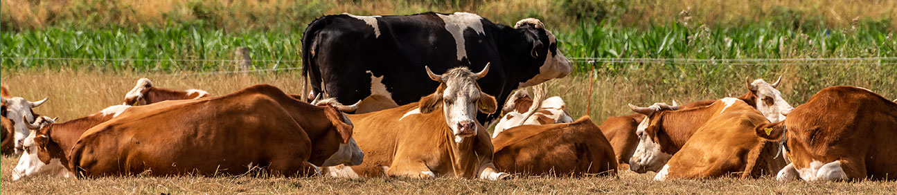 Database of Cattle Ranchers in the U.S.