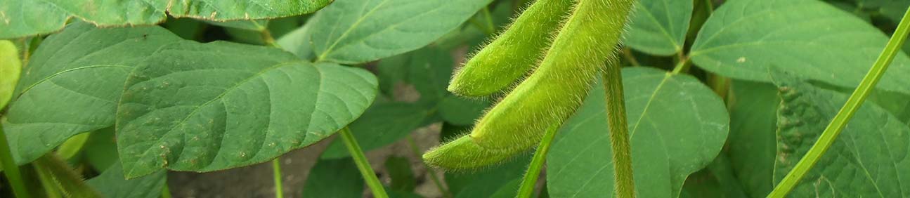 Database of Soybean Farmers in the U.S.