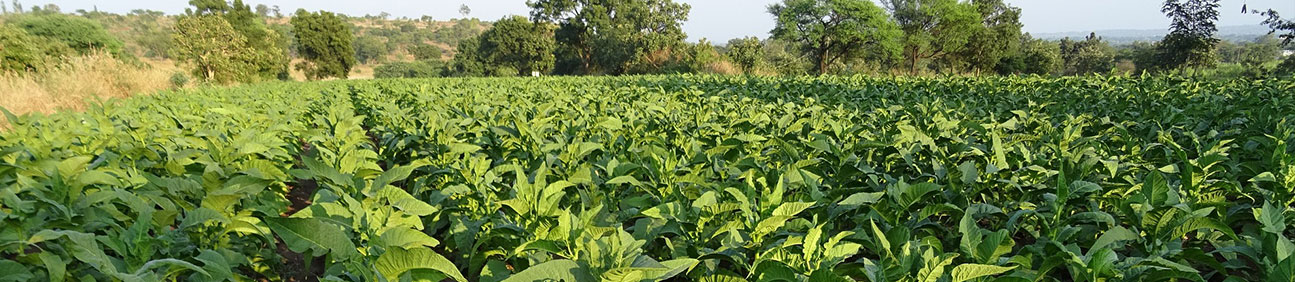 Database of Tobacco Farmers in the U.S.