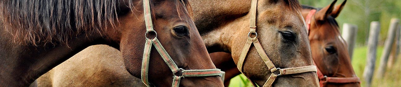 horse-owners-in-the-us