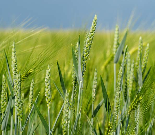 Organic farms in the US