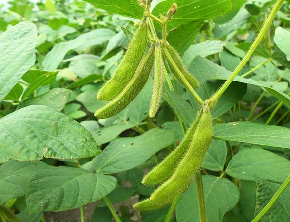 Soybean farmers in the US