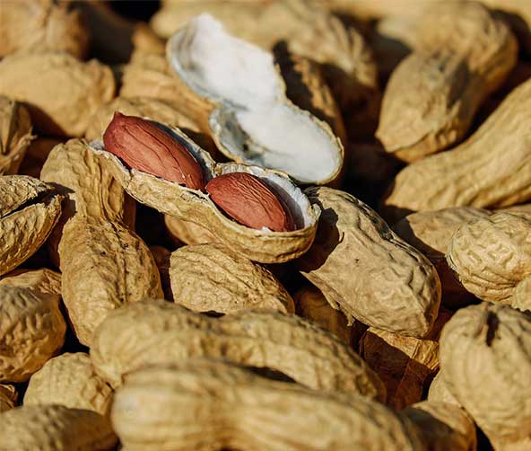 Peanut Farmers in the USA