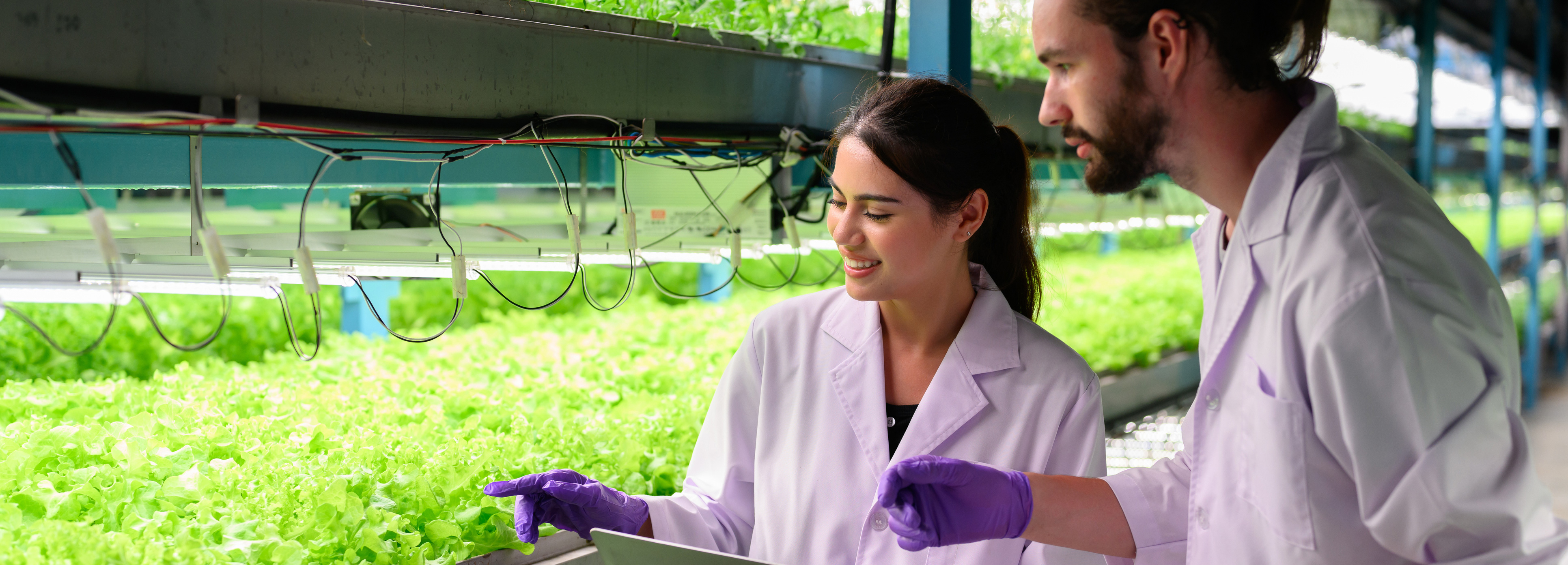 Custom agricultural population dataset map for university research project